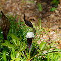 DSC02174.JPG