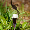 DSC02175.JPG