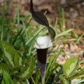 DSC02177.JPG
