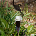 DSC02178.JPG