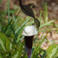 DSC02179.JPG