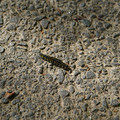 DSC02185.JPG
