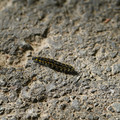 DSC02186.JPG