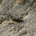 DSC02187.JPG