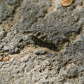 DSC02188.JPG
