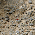 DSC02195.JPG