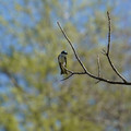 DSC02217.JPG