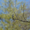 DSC02225.JPG