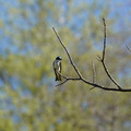 DSC02229.JPG