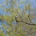DSC02230.JPG