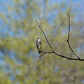 DSC02231.JPG