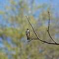 DSC02233.JPG