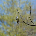 DSC02237.JPG