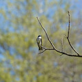 DSC02238.JPG