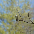 DSC02239.JPG