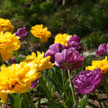 DSC02275.JPG