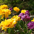 DSC02277.JPG