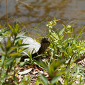 DSC02290.JPG