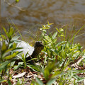DSC02294.JPG