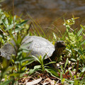 DSC02296.JPG
