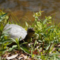 DSC02297.JPG