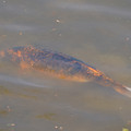 DSC02300.JPG