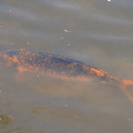 DSC02302.JPG