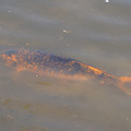 DSC02303.JPG