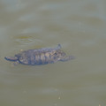 DSC02306.JPG