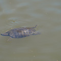 DSC02307.JPG