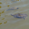 DSC02310.JPG