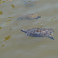 DSC02311.JPG