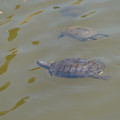 DSC02312.JPG
