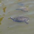 DSC02313.JPG