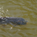 DSC02326.JPG