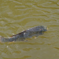 DSC02327.JPG