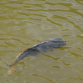 DSC02329.JPG