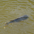 DSC02330.JPG
