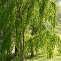 DSC02331.JPG