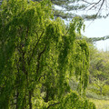 DSC02332.JPG