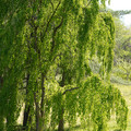 DSC02333.JPG