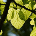 DSC02341.JPG