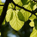 DSC02342.JPG