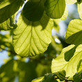 DSC02343.JPG