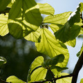 DSC02344.JPG