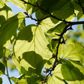 DSC02345.JPG