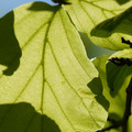 DSC02347.JPG