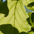 DSC02350.JPG