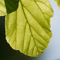 DSC02352.JPG