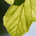 DSC02353.JPG